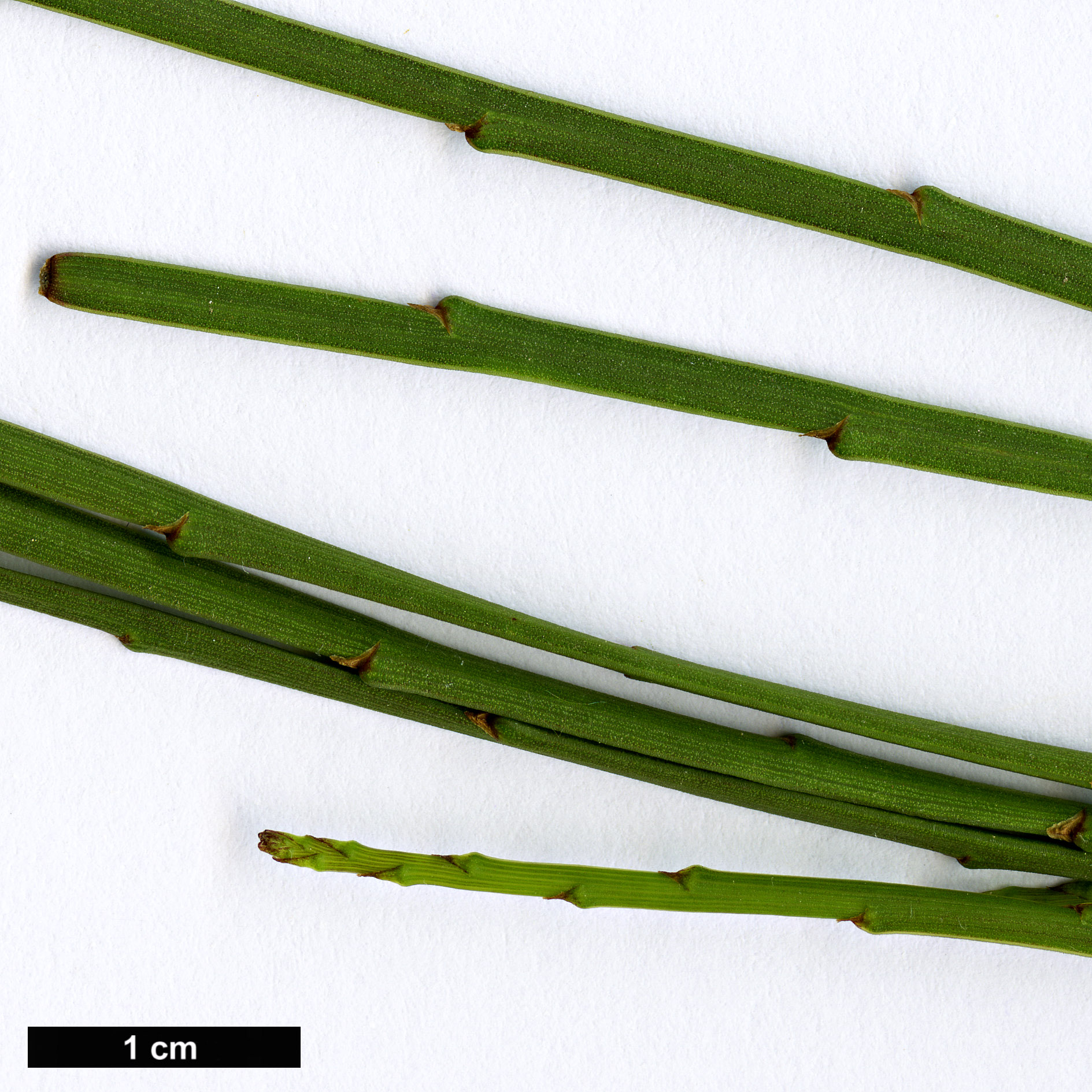 High resolution image: Family: Fabaceae - Genus: Carmichaelia - Taxon: egmontiana